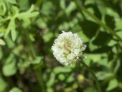 Trifolium repens