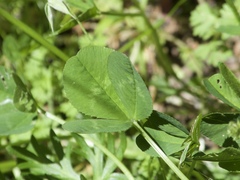 Trifolium repens