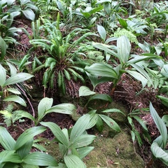 Veratrum fimbriatum