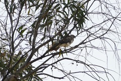 Buteo solitarius