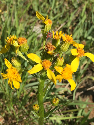 iNaturalist observation photo of White-crossed Seed Bug
