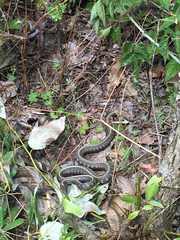 Thamnophis sirtalis concinnus