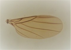 Puliciphora