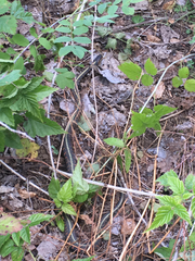 Thamnophis sirtalis concinnus