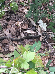 Thamnophis sirtalis concinnus