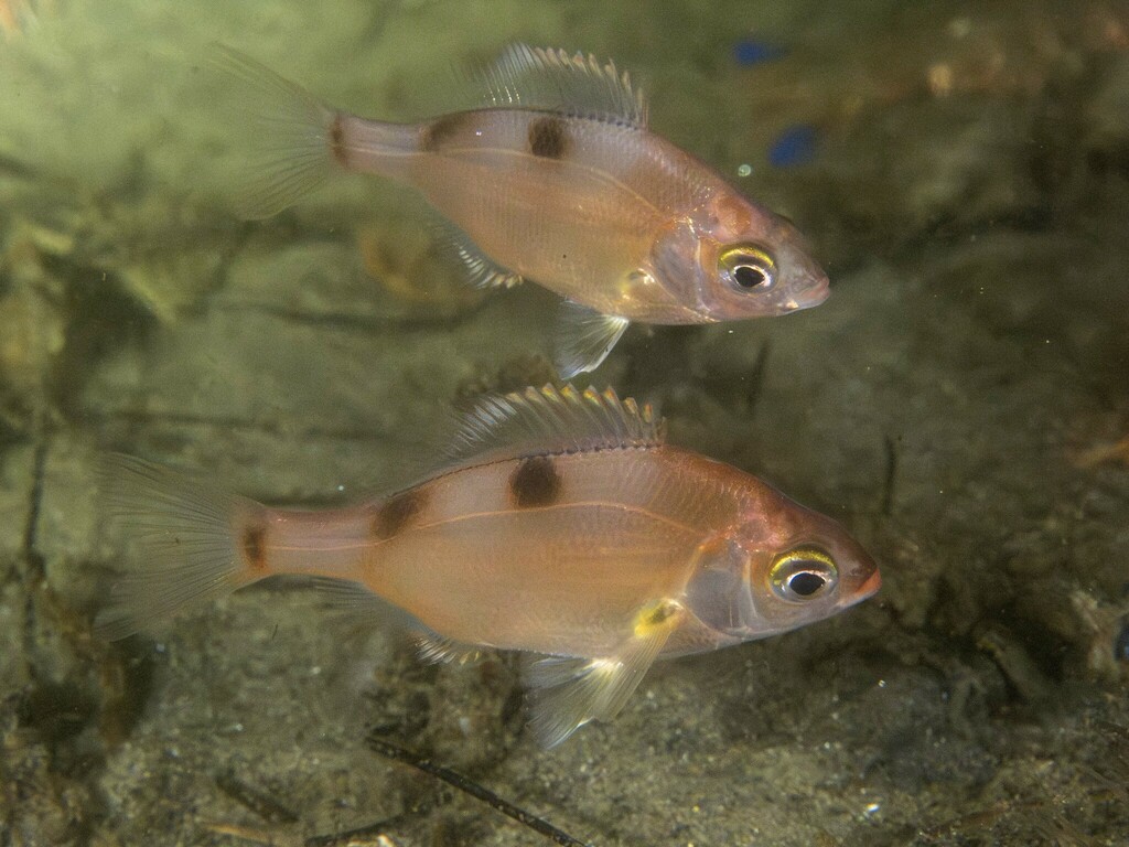 Pink Seaperch
