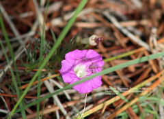 Ipomoea capillacea