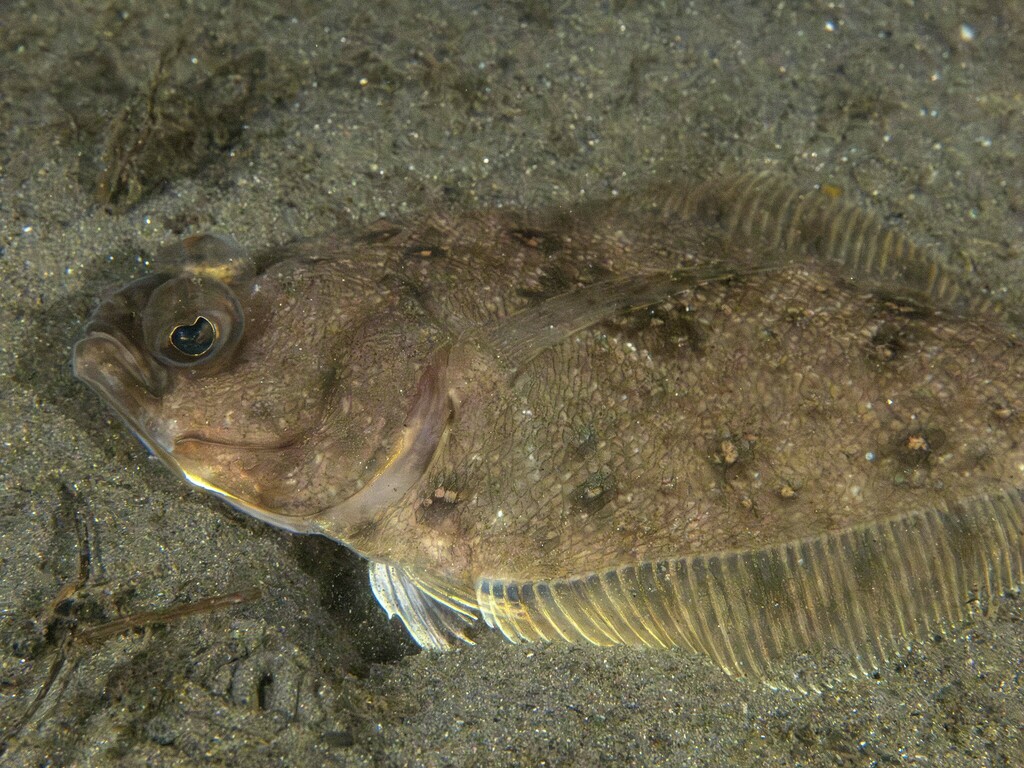 Longfin Sanddab