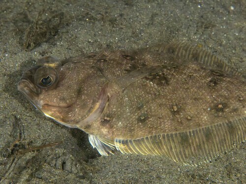 Longfin sanddab (Citharichthys xanthostigma) — Paralichthyidae