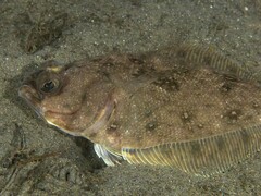 Longfin Sanddab photo 1