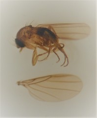 Puliciphora