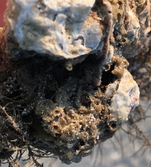 Phragmatopoma caudata