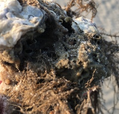 Phragmatopoma caudata