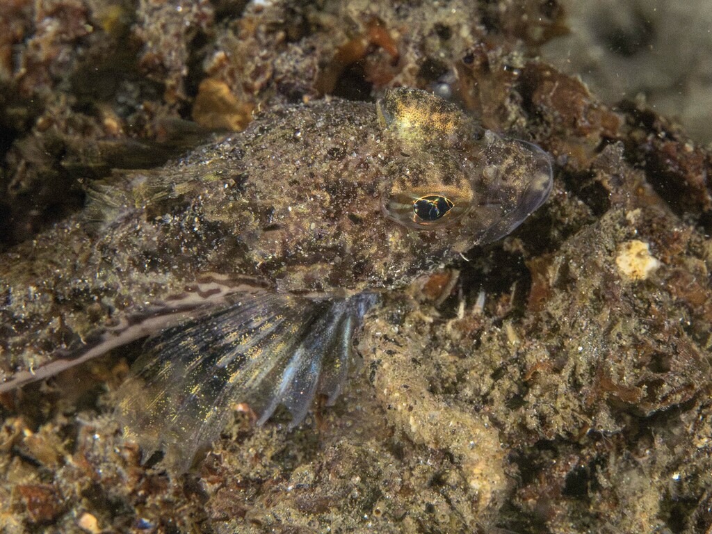 Yellowchin sculpin (Icelinus quadriseriatus) — Cottidae