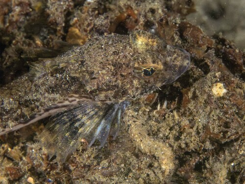 Yellowchin sculpin (Icelinus quadriseriatus) — Cottidae