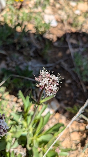 Image of Valeriana acutiloba by (c) Jake Armstrong, some rights reserved (CC BY)