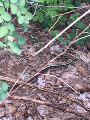 Thamnophis sirtalis concinnus