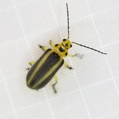 Derospidea brevicollis