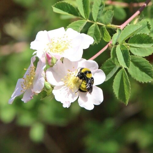 iNaturalist observation photo of Sonoran Bumble Bee