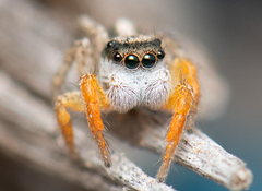Habronattus icenoglei