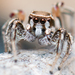Habronattus formosus - Photo (c) Marshal Hedin, some rights reserved (CC BY-NC-SA), uploaded by Marshal Hedin