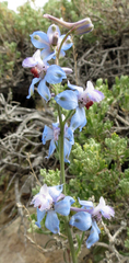 Delphinium parishii parishii