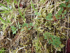 Acmispon parviflorus