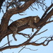 Leopard - Photo (c) Lynne Correia, some rights reserved (CC BY-NC), uploaded by Lynne Correia