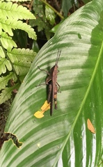 Xiphiola cyanoptera
