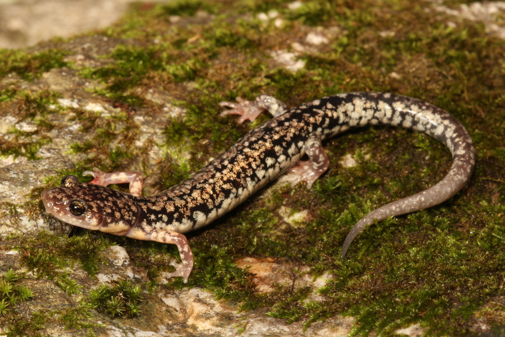 Caddo Mountain Salamander