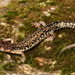 Plethodon caddoensis - Photo (c) Kory Roberts, μερικά δικαιώματα διατηρούνται (CC BY-NC), uploaded by Kory Roberts