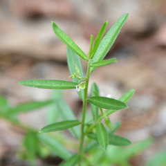 Polygala triflora