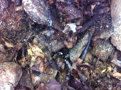 Plethodon fourchensis