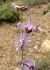 Delphinium parishii parishii