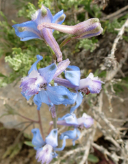 Delphinium parishii parishii