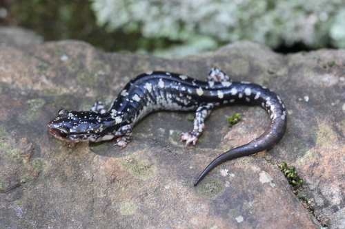 Fourche Mountain Salamander
