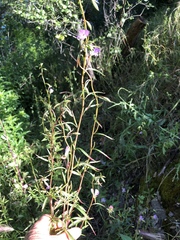 Clarkia delicata