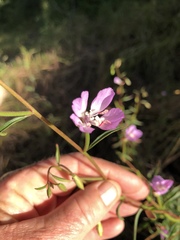 Clarkia delicata