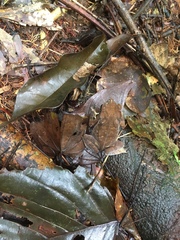 Rhinella dapsilis