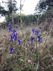 Delphinium parishii subglobosum