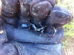 Plethodon fourchensis