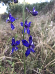 Delphinium parishii subglobosum
