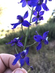 Delphinium parishii subglobosum