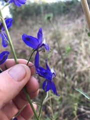 Delphinium parishii subglobosum