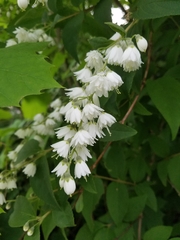 Deutzia