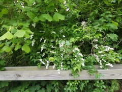 Deutzia