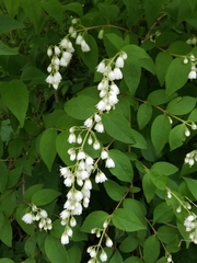 Deutzia