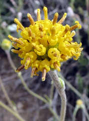 Hymenopappus filifolius nanus