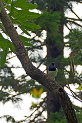 Copsychus saularis