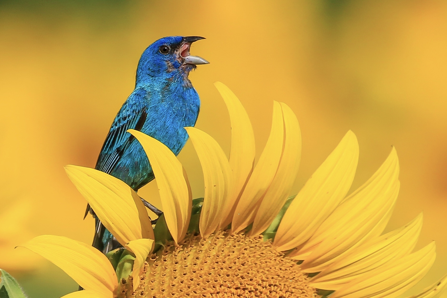 Indigo Bunting (Passerina cyanea)